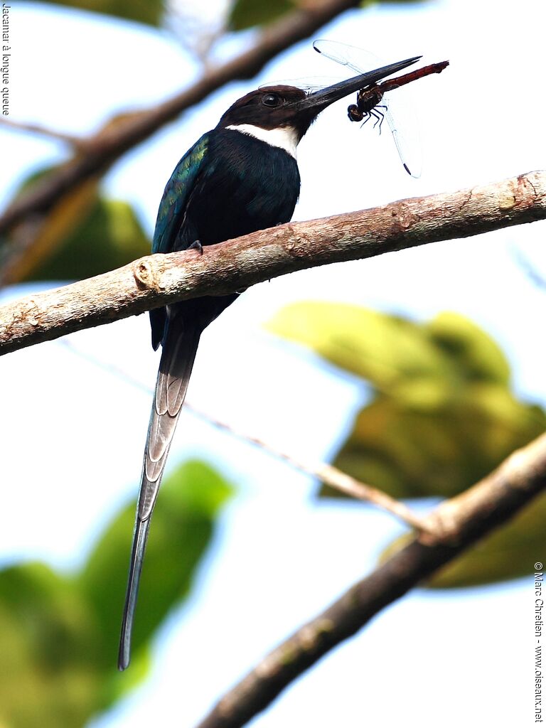 Jacamar à longue queue