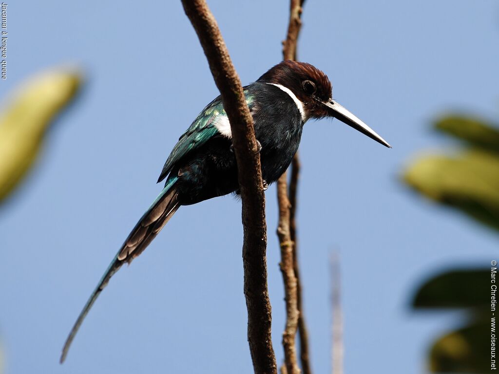 Jacamar à longue queue