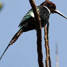 Jacamar à longue queue