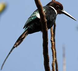 Jacamar à longue queue