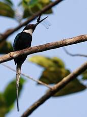 Jacamar à longue queue