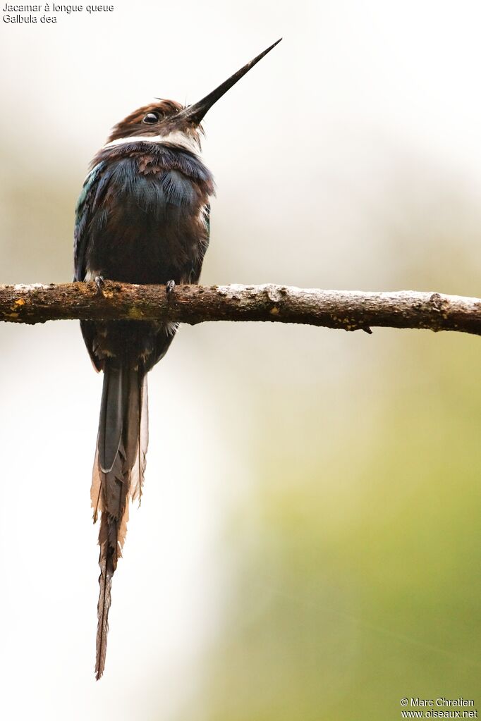 Jacamar à longue queue