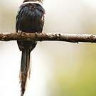 Jacamar à longue queue