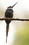 Jacamar à longue queue