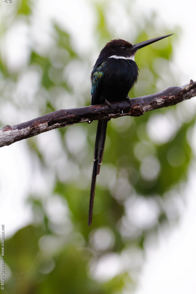 Jacamar à longue queue