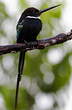 Jacamar à longue queue