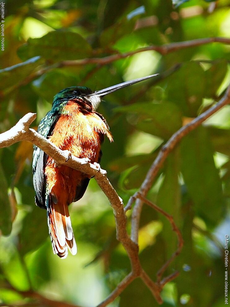 Jacamar à queue rousse mâle adulte