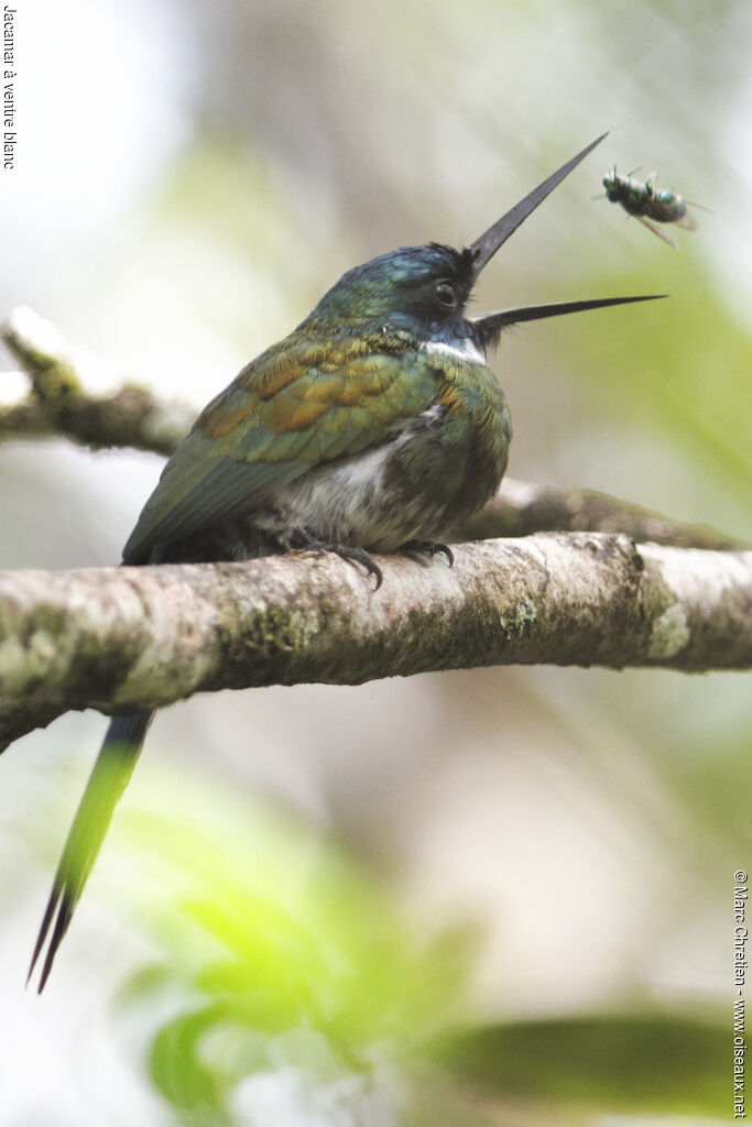 Jacamar à ventre blanc