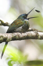 Jacamar à ventre blanc