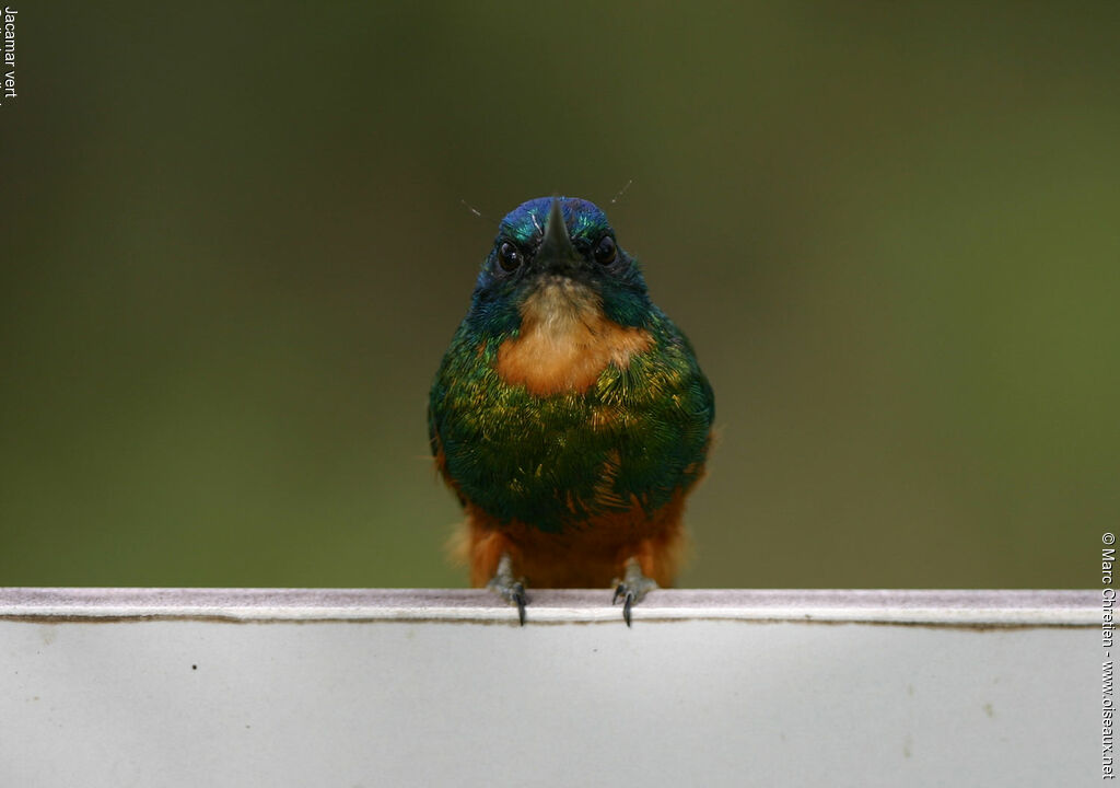 Green-tailed Jacamar