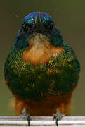 Green-tailed Jacamar