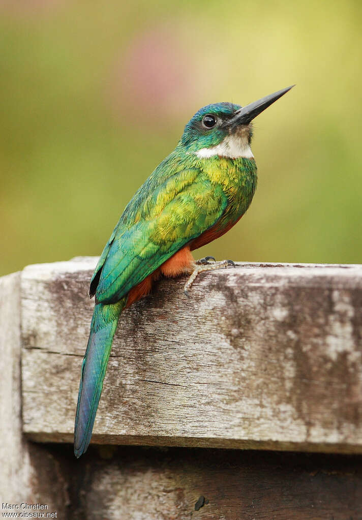 Jacamar vert mâle adulte, identification