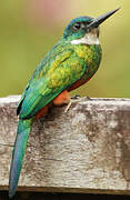 Green-tailed Jacamar