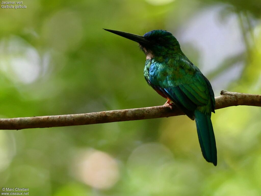 Green-tailed Jacamar