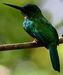 Jacamar vert