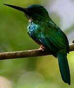 Green-tailed Jacamar