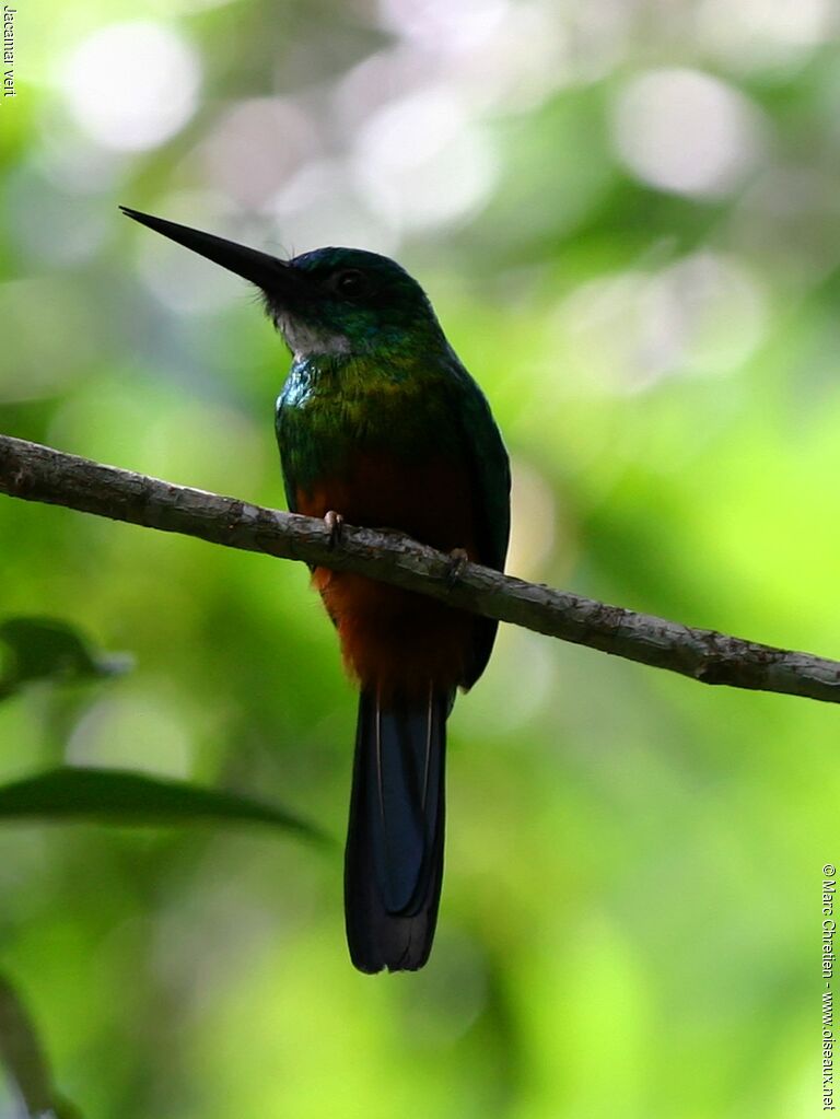 Green-tailed Jacamar