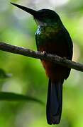 Jacamar vert