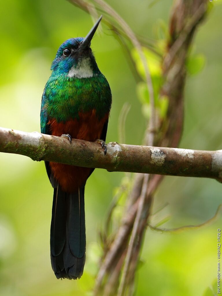 Green-tailed Jacamar male adult