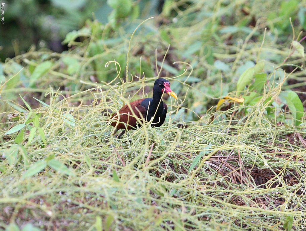 Wattled Jacana