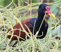 Wattled Jacana