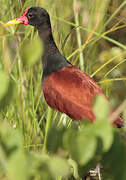 Wattled Jacana