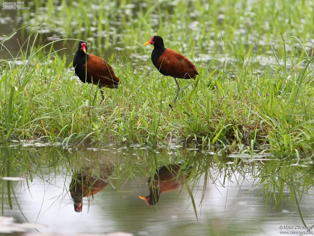 Wattled Jacana