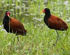 Wattled Jacana