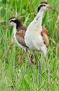 Wattled Jacana