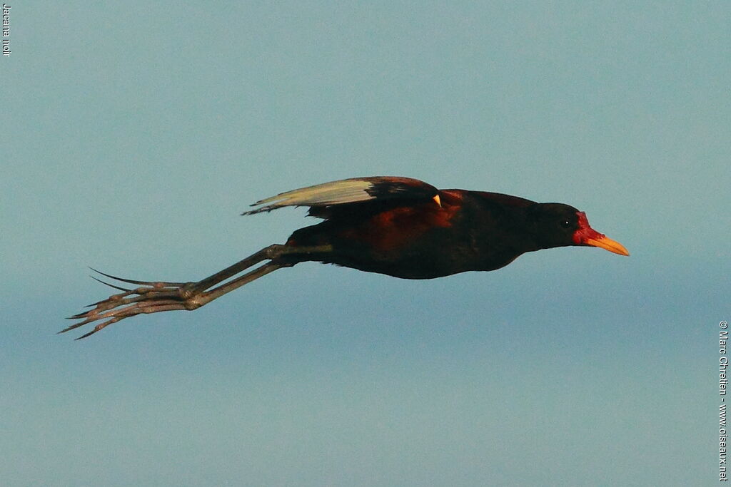 Jacana noiradulte