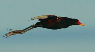 Wattled Jacana