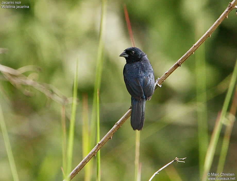 Blue-black Grassquit male