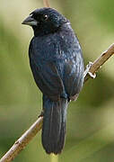 Blue-black Grassquit