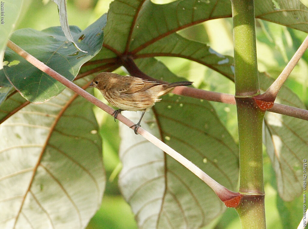 Blue-black Grassquit female