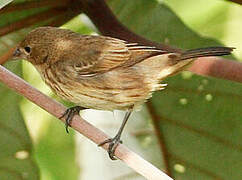 Blue-black Grassquit