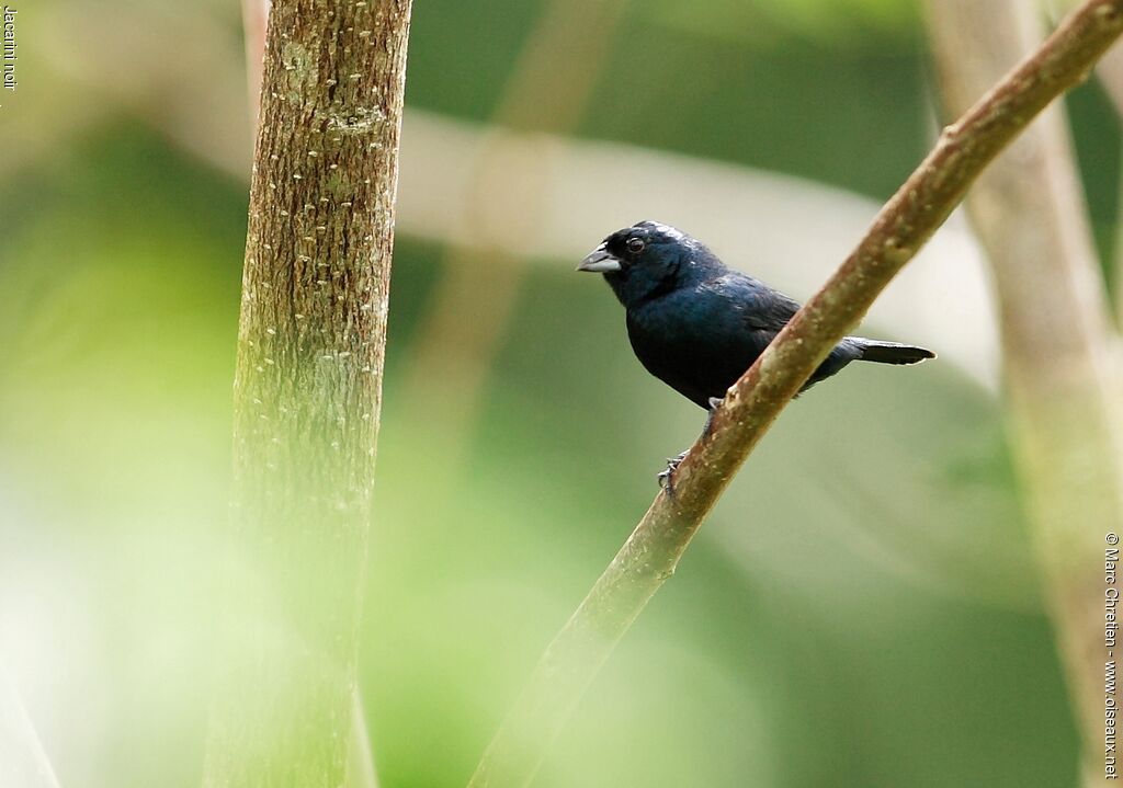 Jacarini noir mâle adulte