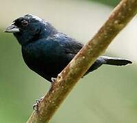 Blue-black Grassquit