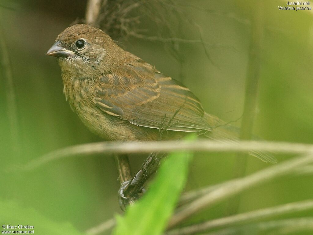 Blue-black Grassquit female immature