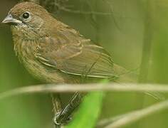 Blue-black Grassquit