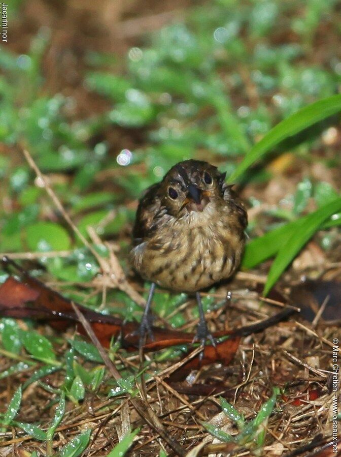 Blue-black Grassquit female adult