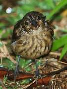 Blue-black Grassquit