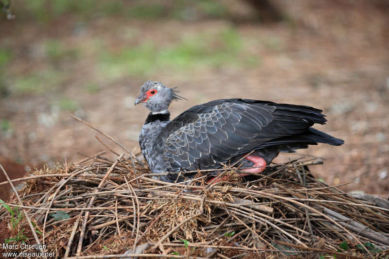 Southern Screameradult, Reproduction-nesting