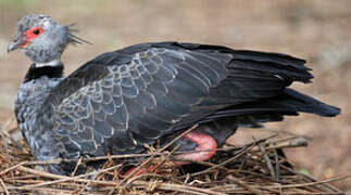 Southern Screamer