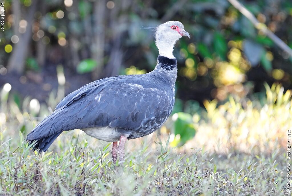 Southern Screamer