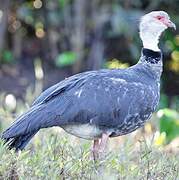 Southern Screamer