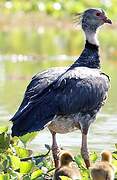 Southern Screamer