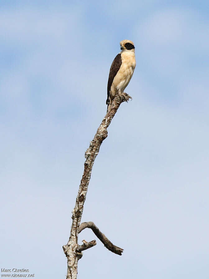 Macagua rieur, pêche/chasse