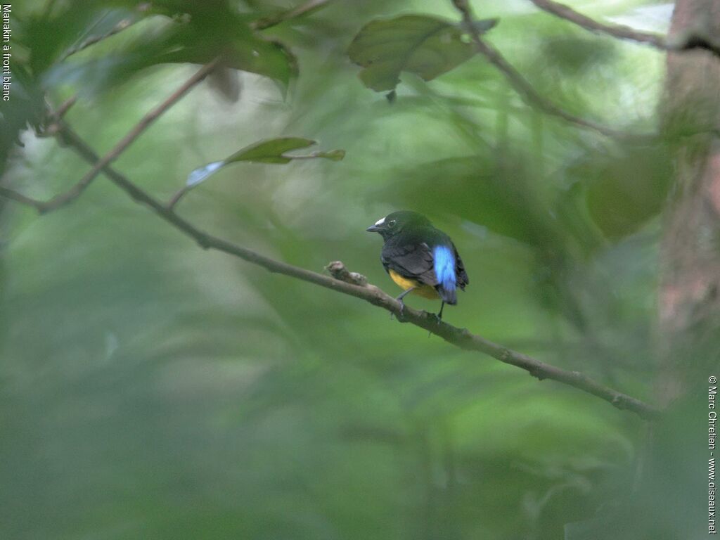 White-fronted Manakin