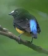 White-fronted Manakin