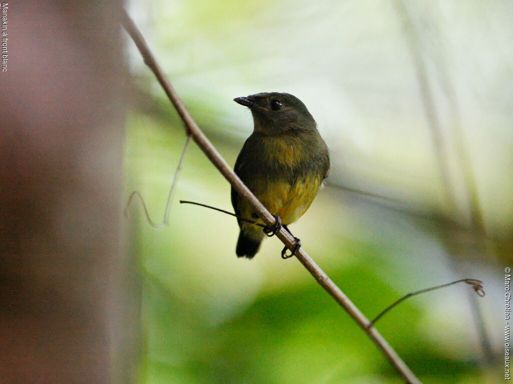 Manakin à front blanc mâle immature